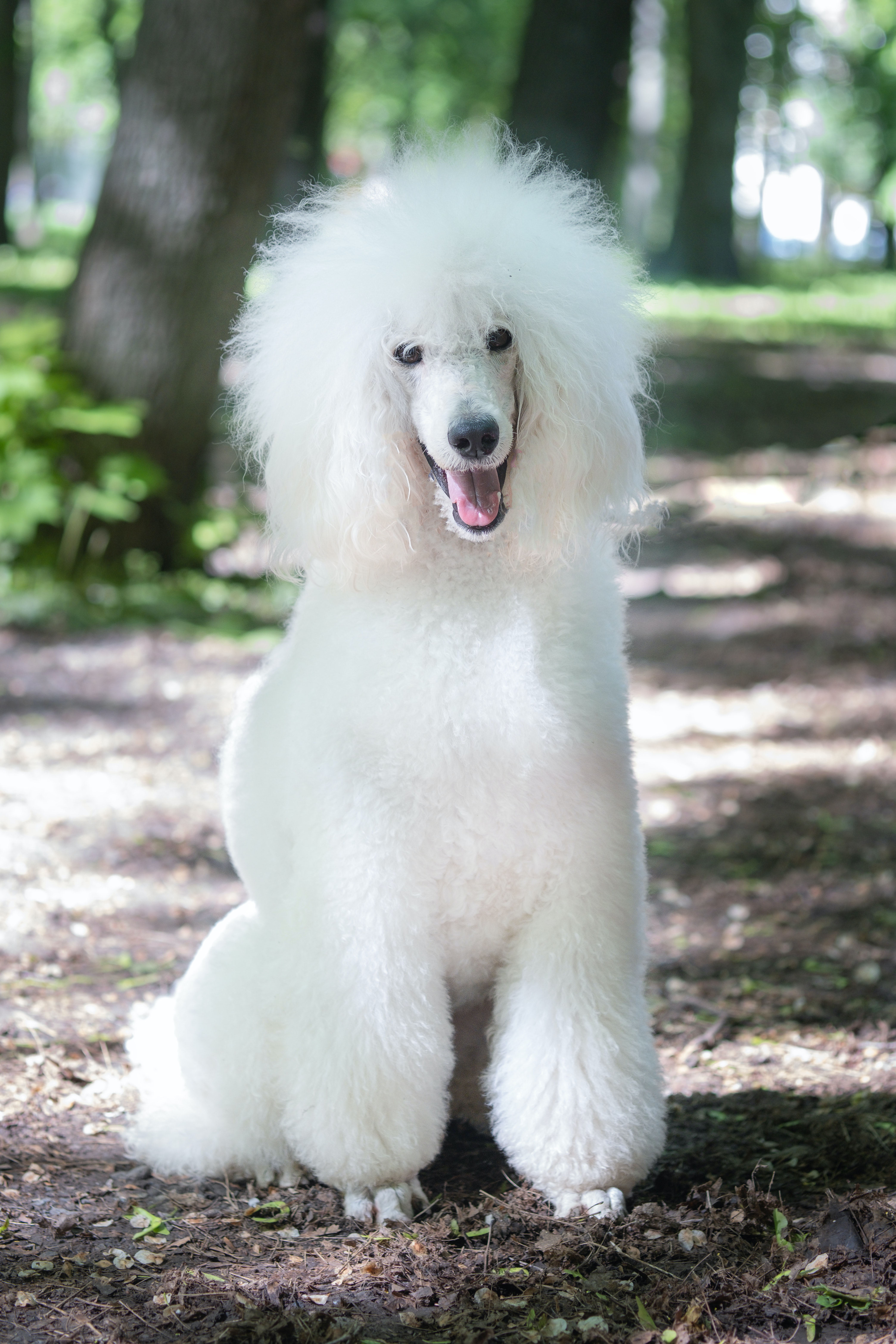Standard Poodle